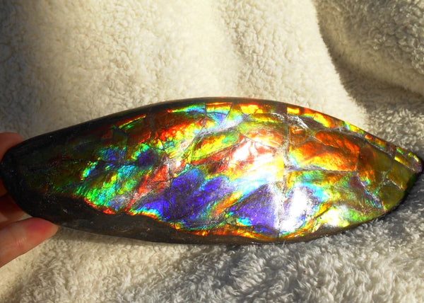 Make An Offer! 交渉あり☆AAA Double-Sided HUGE  Premium Rare Gorgeous Colors COLLECTOR Section Piece  256 x 82 mm　Natural Ammolite - Feng Shui CS-108 ダブル 超大型両面 ナチュラル　コレクション　ディスプレイピース