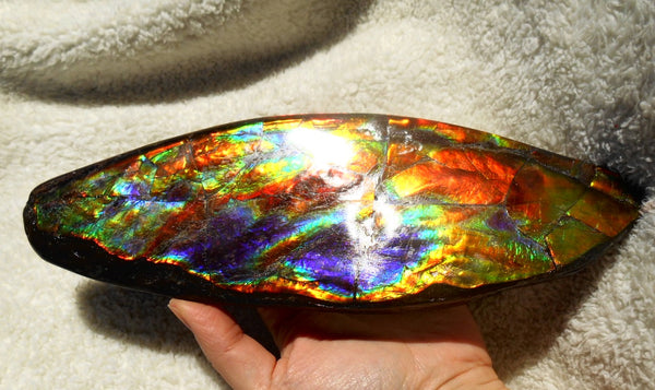 Make An Offer! 交渉あり☆AAA Double-Sided HUGE  Premium Rare Gorgeous Colors COLLECTOR Section Piece  256 x 82 mm　Natural Ammolite - Feng Shui CS-108 ダブル 超大型両面 ナチュラル　コレクション　ディスプレイピース