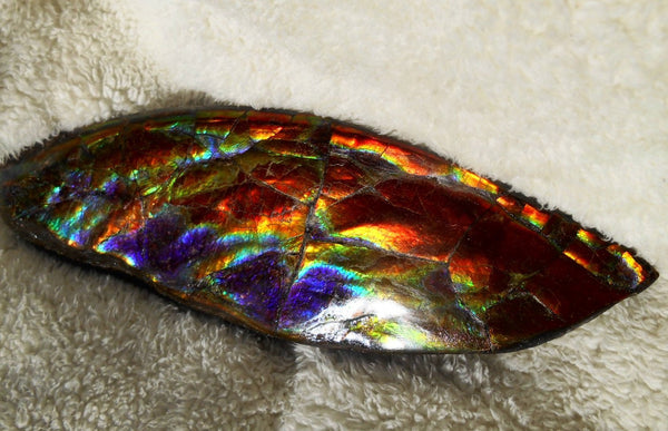 Make An Offer! 交渉あり☆AAA Double-Sided HUGE  Premium Rare Gorgeous Colors COLLECTOR Section Piece  256 x 82 mm　Natural Ammolite - Feng Shui CS-108 ダブル 超大型両面 ナチュラル　コレクション　ディスプレイピース