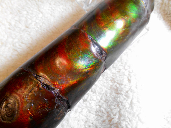 340 x 60  x 45mm Canadian Ammolite Bacculite Fossil カナディアン　バキュライト　アンモライト Baculite