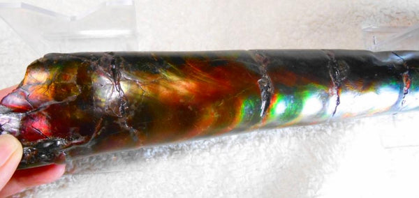 340 x 60  x 45mm Canadian Ammolite Bacculite Fossil カナディアン　バキュライト　アンモライト Baculite