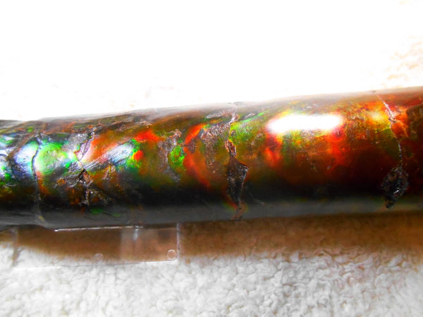 340 x 60  x 45mm Canadian Ammolite Bacculite Fossil カナディアン　バキュライト　アンモライト Baculite