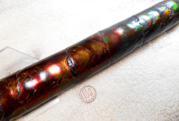 340 x 60  x 45mm Canadian Ammolite Bacculite Fossil カナディアン　バキュライト　アンモライト Baculite