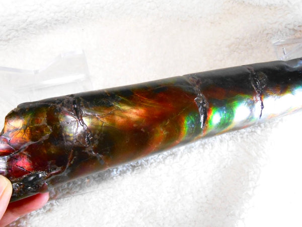 340 x 60  x 45mm Canadian Ammolite Bacculite Fossil カナディアン　バキュライト　アンモライト Baculite