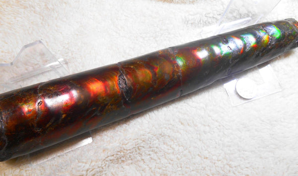 340 x 60  x 45mm Canadian Ammolite Bacculite Fossil カナディアン　バキュライト　アンモライト Baculite