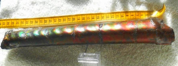 340 x 60  x 45mm Canadian Ammolite Bacculite Fossil カナディアン　バキュライト　アンモライト Baculite