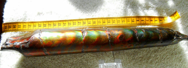 340 x 60  x 45mm Canadian Ammolite Bacculite Fossil カナディアン　バキュライト　アンモライト Baculite