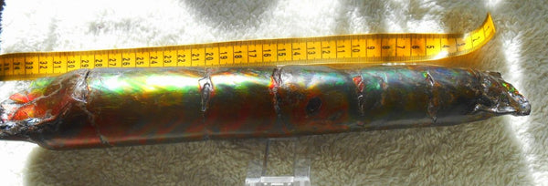 340 x 60  x 45mm Canadian Ammolite Bacculite Fossil カナディアン　バキュライト　アンモライト Baculite