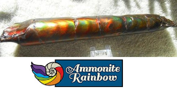 340 x 60  x 45mm Canadian Ammolite Bacculite Fossil カナディアン　バキュライト　アンモライト Baculite