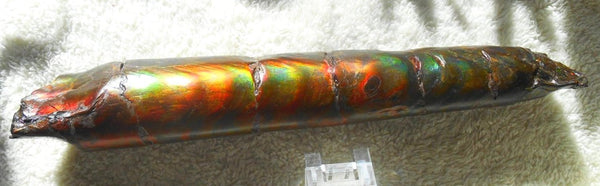 340 x 60  x 45mm Canadian Ammolite Bacculite Fossil カナディアン　バキュライト　アンモライト Baculite