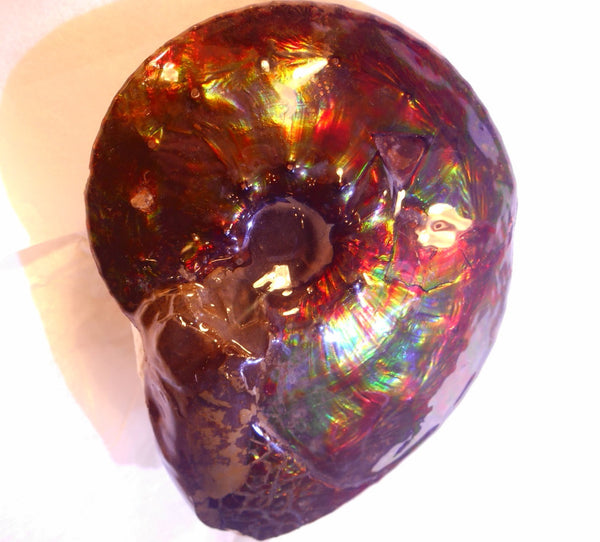 Ammonite Interclare Fossil