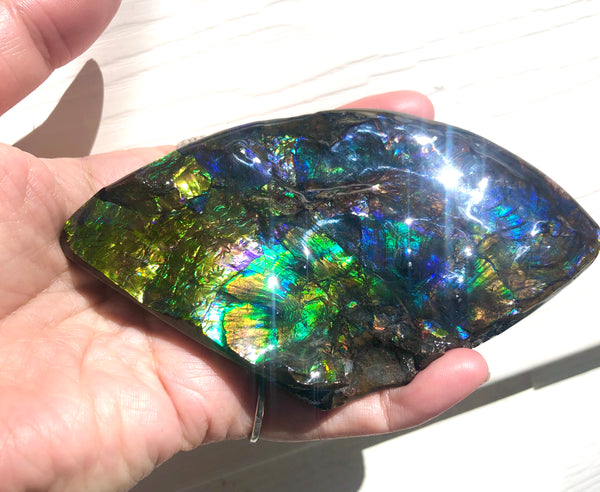 Ammolite Placenticeras Intercalare Hand Specimen Collector Stone  FREE SHIPPING! CS-194 アンモライト インターカラレピース コレクション ディスプレイピース  送料無料！　