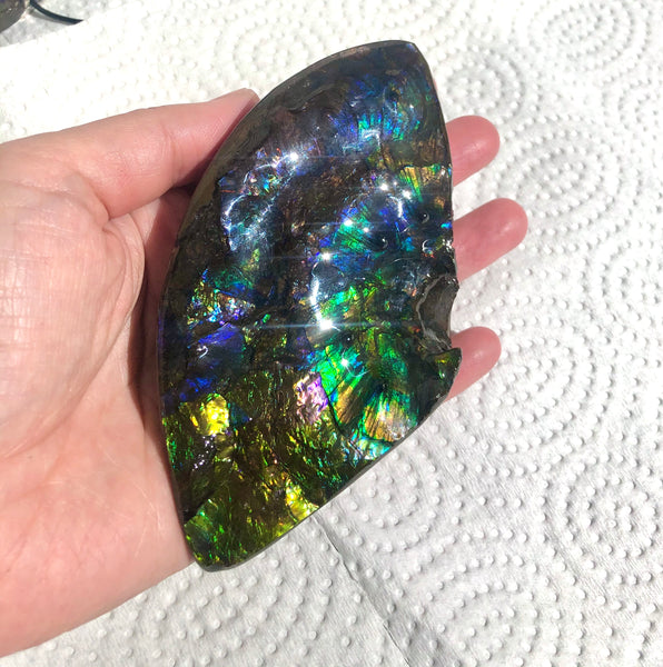 Ammolite Placenticeras Intercalare Hand Specimen Collector Stone  FREE SHIPPING! CS-194 アンモライト インターカラレピース コレクション ディスプレイピース  送料無料！　