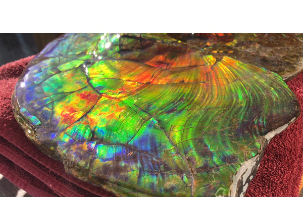 Spectacular Ammonite Fossil - Costatum Double sided 43.1 cm x 38 cm　アンモナイト化石　コスタータム　両面　アンモライト完全体 斑彩石AF-65