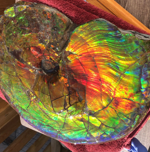 Spectacular Ammonite Fossil - Costatum Double sided 43.1 cm x 38 cm　アンモナイト化石　コスタータム　両面　アンモライト完全体 斑彩石AF-65