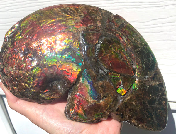 AF-54-2 Ammonite Fossil - Placenticeras Meeki Ammolite　205x122x50mmFree Shipping! アンモナイト プラセンティセラス　ミーキ　アンモライト　両面ダブル
