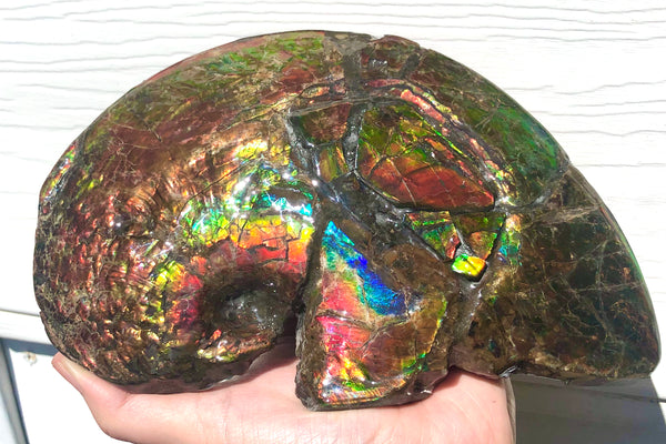 AF-54-2 Ammonite Fossil - Placenticeras Meeki Ammolite　205x122x50mmFree Shipping! アンモナイト プラセンティセラス　ミーキ　アンモライト　両面ダブル