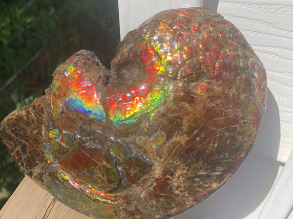 AF-54-2 Ammonite Fossil - Placenticeras Meeki Ammolite　205x122x50mmFree Shipping! アンモナイト プラセンティセラス　ミーキ　アンモライト　両面ダブル