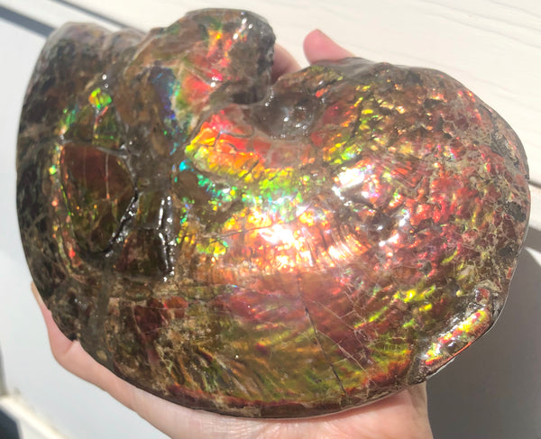 AF-54-2 Ammonite Fossil - Placenticeras Meeki Ammolite　205x122x50mmFree Shipping! アンモナイト プラセンティセラス　ミーキ　アンモライト　両面ダブル