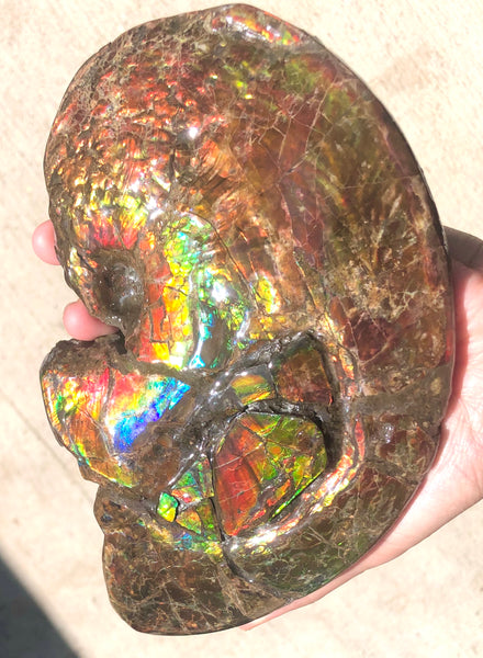 AF-54-2 Ammonite Fossil - Placenticeras Meeki Ammolite　205x122x50mmFree Shipping! アンモナイト プラセンティセラス　ミーキ　アンモライト　両面ダブル