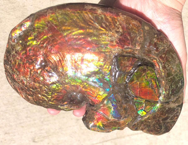 AF-54-2 Ammonite Fossil - Placenticeras Meeki Ammolite　205x122x50mmFree Shipping! アンモナイト プラセンティセラス　ミーキ　アンモライト　両面ダブル