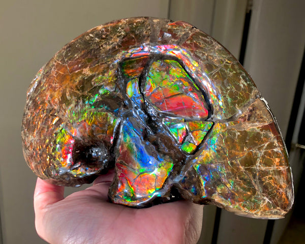 AF-54-2 Ammonite Fossil - Placenticeras Meeki Ammolite　205x122x50mmFree Shipping! アンモナイト プラセンティセラス　ミーキ　アンモライト　両面ダブル