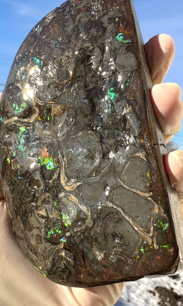 ★SALE★4.56" RARE High Grade Double-Sided Handheld Gem Specimen with horns ( nipplites)  CS-235 * Ammolite  Free Shipping! アンモライトFREE SHIPPING!