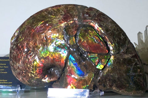 AF-54-2 Ammonite Fossil - Placenticeras Meeki Ammolite　205x122x50mmFree Shipping! アンモナイト プラセンティセラス　ミーキ　アンモライト　両面ダブル