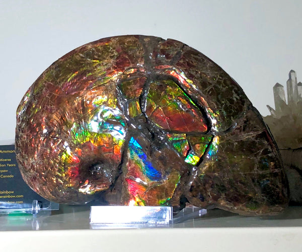 AF-54-2 Ammonite Fossil - Placenticeras Meeki Ammolite　205x122x50mmFree Shipping! アンモナイト プラセンティセラス　ミーキ　アンモライト　両面ダブル