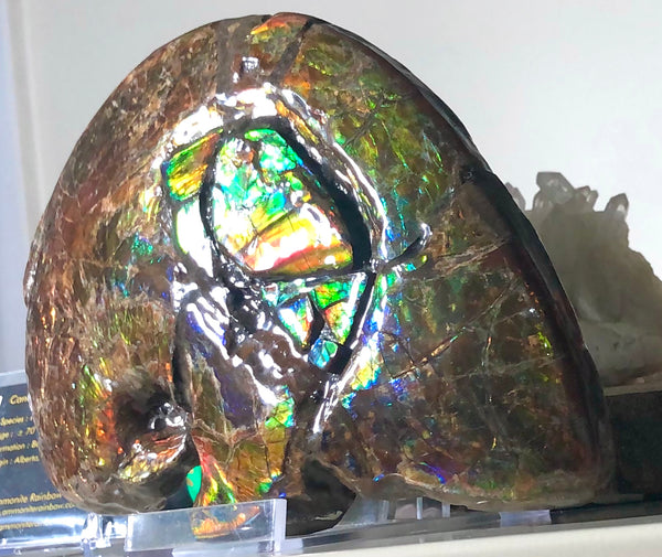 AF-54-2 Ammonite Fossil - Placenticeras Meeki Ammolite　205x122x50mmFree Shipping! アンモナイト プラセンティセラス　ミーキ　アンモライト　両面ダブル