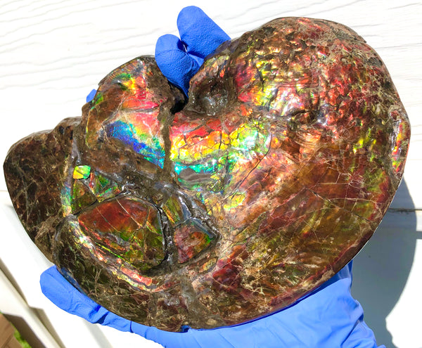 AF-54-2 Ammonite Fossil - Placenticeras Meeki Ammolite　205x122x50mmFree Shipping! アンモナイト プラセンティセラス　ミーキ　アンモライト　両面ダブル