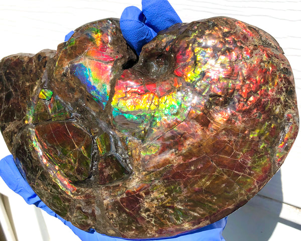 AF-54-2 Ammonite Fossil - Placenticeras Meeki Ammolite　205x122x50mmFree Shipping! アンモナイト プラセンティセラス　ミーキ　アンモライト　両面ダブル