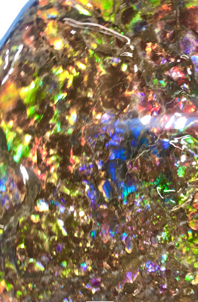 Spectacular Ammonite Fossil - Costatum Double sided 43.1 cm x 38 cm　アンモナイト化石　コスタータム　両面　アンモライト完全体 斑彩石AF-65