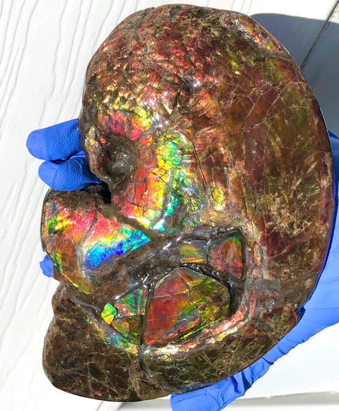 AF-54-2 Ammonite Fossil - Placenticeras Meeki Ammolite　205x122x50mmFree Shipping! アンモナイト プラセンティセラス　ミーキ　アンモライト　両面ダブル