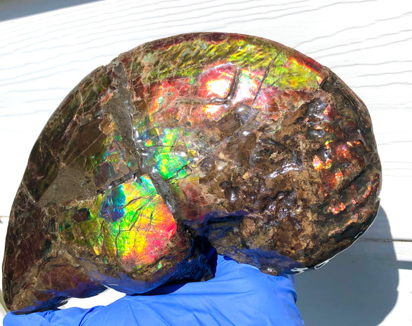 AF-54-2 Ammonite Fossil - Placenticeras Meeki Ammolite　205x122x50mmFree Shipping! アンモナイト プラセンティセラス　ミーキ　アンモライト　両面ダブル
