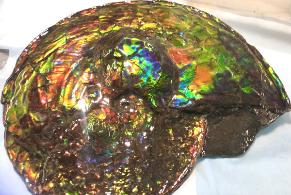 Spectacular Ammonite Fossil - Costatum Double sided 43.1 cm x 38 cm　アンモナイト化石　コスタータム　両面　アンモライト完全体 斑彩石AF-65