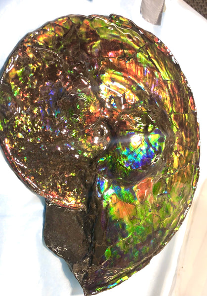 Spectacular Ammonite Fossil - Costatum Double sided 43.1 cm x 38 cm　アンモナイト化石　コスタータム　両面　アンモライト完全体 斑彩石AF-65