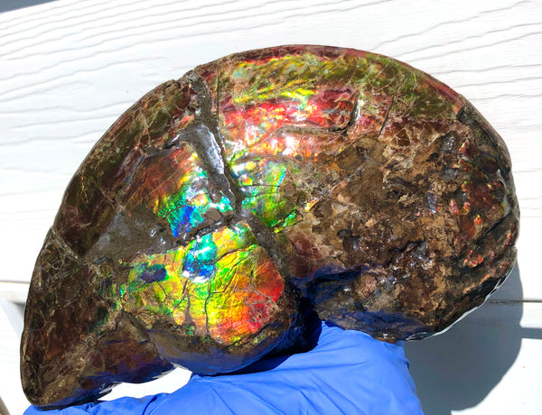 AF-54-2 Ammonite Fossil - Placenticeras Meeki Ammolite　205x122x50mmFree Shipping! アンモナイト プラセンティセラス　ミーキ　アンモライト　両面ダブル