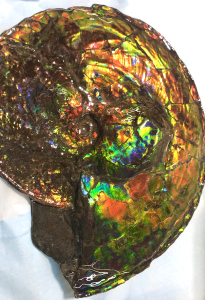 Spectacular Ammonite Fossil - Costatum Double sided 43.1 cm x 38 cm　アンモナイト化石　コスタータム　両面　アンモライト完全体 斑彩石AF-65