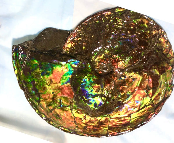 Spectacular Ammonite Fossil - Costatum Double sided 43.1 cm x 38 cm　アンモナイト化石　コスタータム　両面　アンモライト完全体 斑彩石AF-65