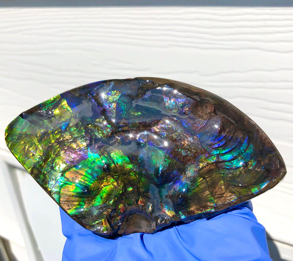 Ammolite Placenticeras Intercalare Hand Specimen Collector Stone  FREE SHIPPING! CS-194 アンモライト インターカラレピース コレクション ディスプレイピース  送料無料！　