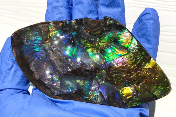 Ammolite Placenticeras Intercalare Hand Specimen Collector Stone  FREE SHIPPING! CS-194 アンモライト インターカラレピース コレクション ディスプレイピース  送料無料！　