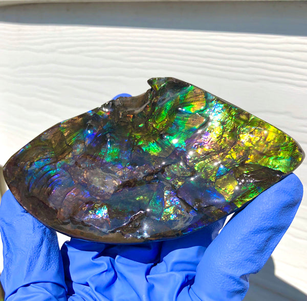 Ammolite Placenticeras Intercalare Hand Specimen Collector Stone  FREE SHIPPING! CS-194 アンモライト インターカラレピース コレクション ディスプレイピース  送料無料！　
