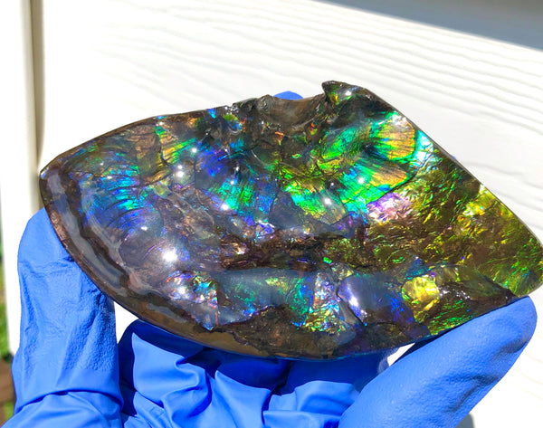 Ammolite Placenticeras Intercalare Hand Specimen Collector Stone  FREE SHIPPING! CS-194 アンモライト インターカラレピース コレクション ディスプレイピース  送料無料！　