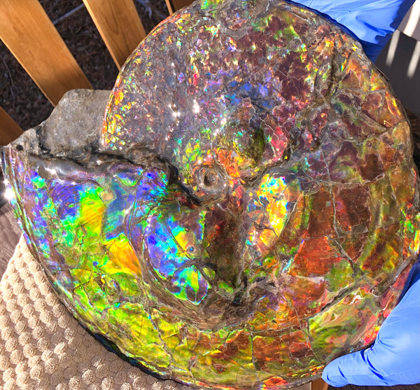 Spectacular Ammonite Fossil - Costatum Double sided 43.1 cm x 38 cm　アンモナイト化石　コスタータム　両面　アンモライト完全体 斑彩石AF-65