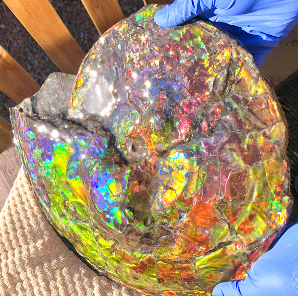 Spectacular Ammonite Fossil - Costatum Double sided 43.1 cm x 38 cm　アンモナイト化石　コスタータム　両面　アンモライト完全体 斑彩石AF-65