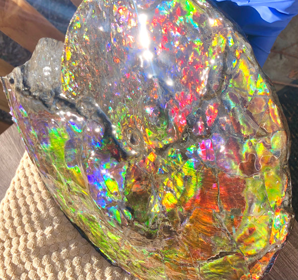 Spectacular Ammonite Fossil - Costatum Double sided 43.1 cm x 38 cm　アンモナイト化石　コスタータム　両面　アンモライト完全体 斑彩石AF-65