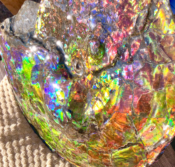 Spectacular Ammonite Fossil - Costatum Double sided 43.1 cm x 38 cm　アンモナイト化石　コスタータム　両面　アンモライト完全体 斑彩石AF-65