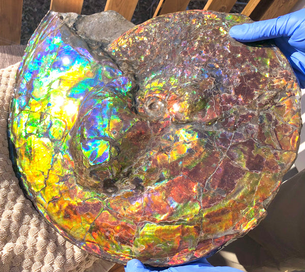 Spectacular Ammonite Fossil - Costatum Double sided 43.1 cm x 38 cm　アンモナイト化石　コスタータム　両面　アンモライト完全体 斑彩石AF-65