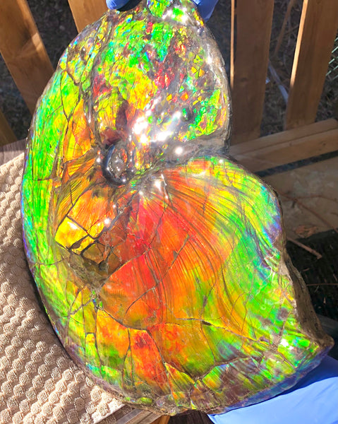 Spectacular Ammonite Fossil - Costatum Double sided 43.1 cm x 38 cm　アンモナイト化石　コスタータム　両面　アンモライト完全体 斑彩石AF-65